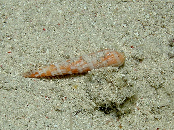 Terebra nebulosa